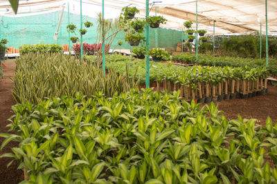 Plants growing in greenhouse