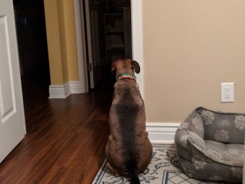 Dog sitting on floor at home