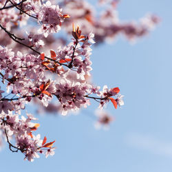 Close-up of pink cherry blossoms against sky