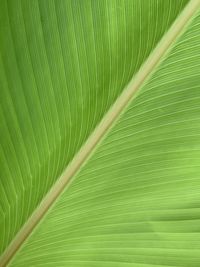 Full frame shot of banana leaf