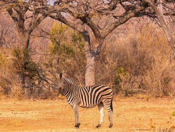 Zebra standing on field