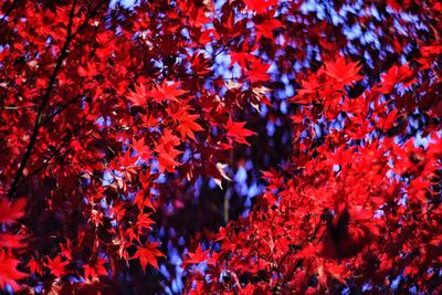 Close-up of red leaves