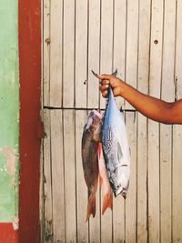 Cropped image of hand holding fishes against wooden wall