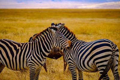 Zebras on a field