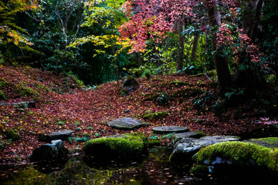 Plants and rocks in stream amidst trees in forest