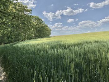 Scenic view of agricultural field against sky