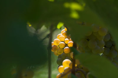 Close-up of grapes growing in vineyard