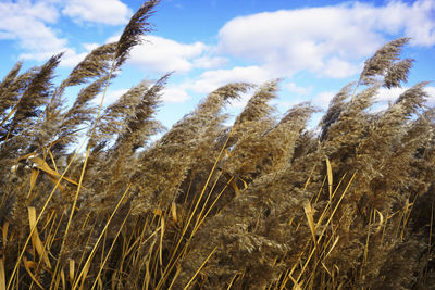 Low angle view of stalks in field against sky