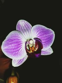 Close-up of flower over black background