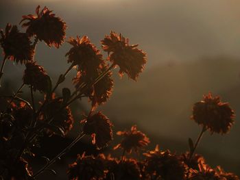 Close-up of flowers blooming against sky