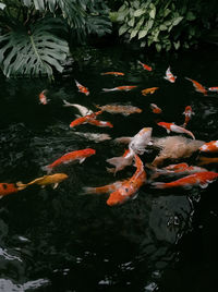 View of koi carps swimming in pond