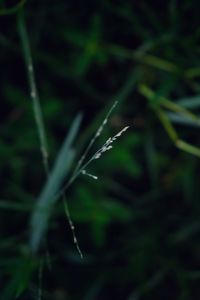 Close-up of water drop on land