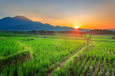 Farmer working in the beautiful morning in the rice field