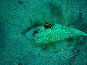 Close-up of fish swimming in sea