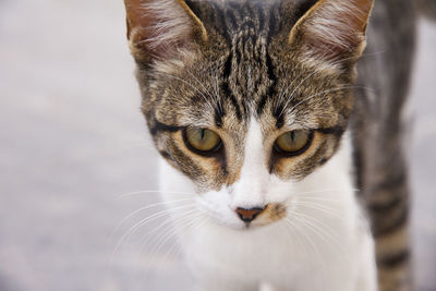 Close-up portrait of cat