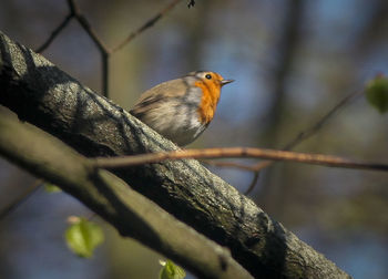 Close-up of bird perching on branch