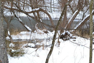 Low angle view of bare trees during winter