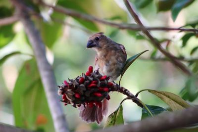 Close-up of a bird perching on branch