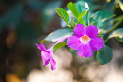 Close-up of pink flowering plant