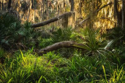 View of a reptile in forest