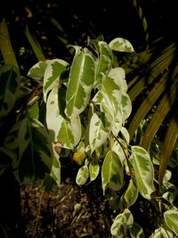 Close-up of fresh green plants