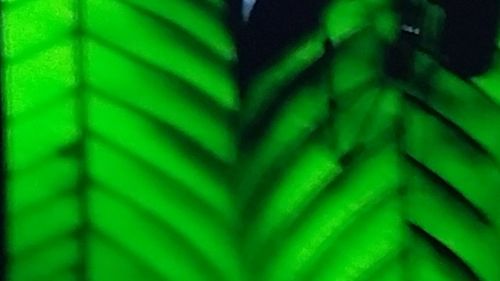 Full frame shot of leaf