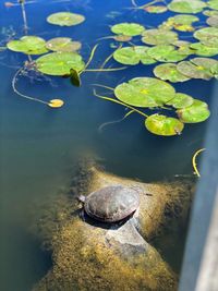 High angle view of turtle in lake