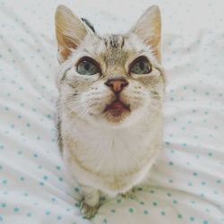 Portrait of blue eyed cat on bed, tabby snow bengal domestic cat