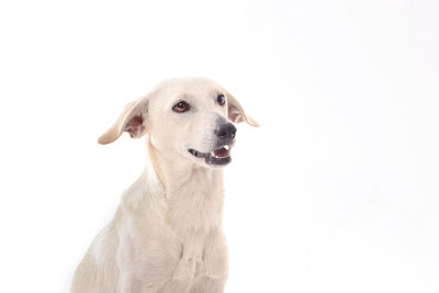 Close-up of a dog over white background