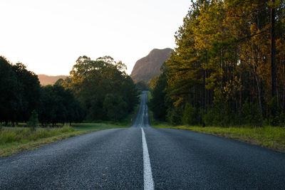 Surface level of road along trees