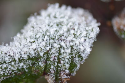 Close-up of snow on flower