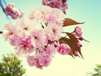 Low angle view of pink flowers blooming on tree