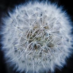 Close-up of dandelion flower