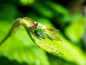 Close-up of insect on leaf