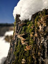 Close-up of rock by sea against sky