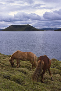 Horses on the meadow myvatn