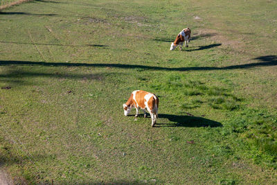 High angle view of dog on field