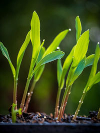 Close-up of plant growing on field