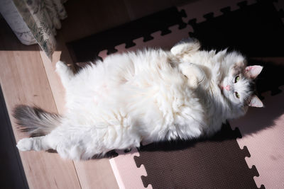 White cat relaxing beside the window enjoying sunlight