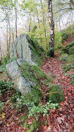 Moss growing on tree trunk in forest