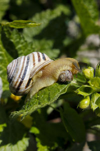 Close-up of snail on another snail