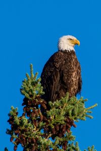 Bird perching on tree against clear blue sky