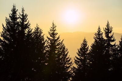 Silhouette pine trees against sky during sunset