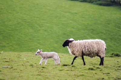 Sheep in a field