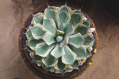 High angle view of prickly pear cactus