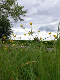 Close-up of yellow flowering plants on field against sky