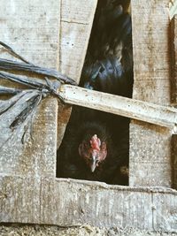 View of a bird on wood