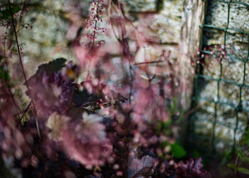 Close-up of plant growing on tree