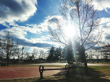 Bare trees on grassy field