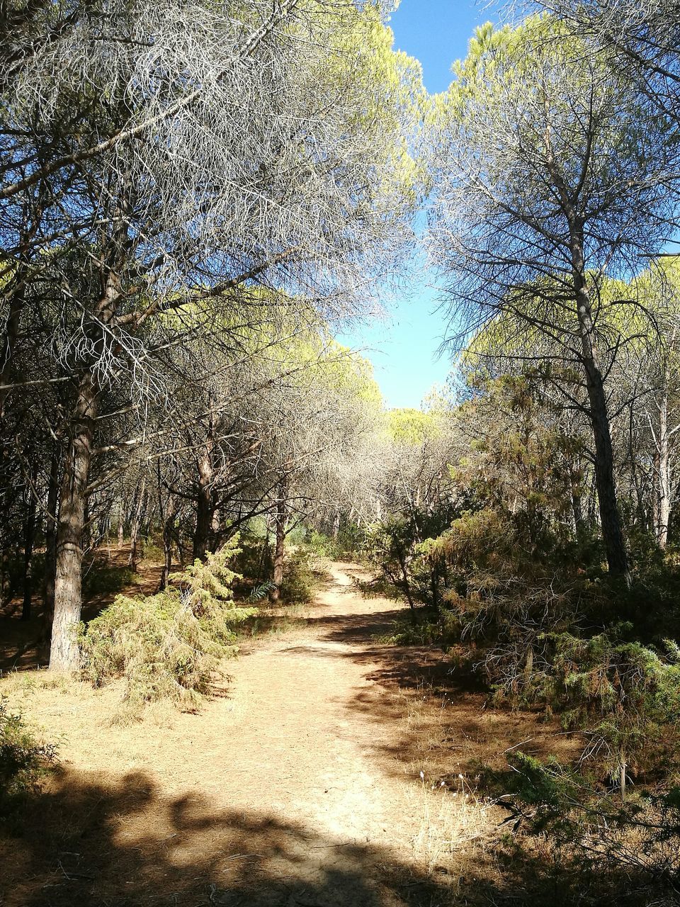 the way forward, tree, tranquil scene, tranquility, scenics, non-urban scene, growth, nature, beauty in nature, day, outdoors, empty road, sky, diminishing perspective, narrow, footpath, remote, long, solitude, no people, woodland